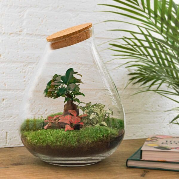 DIY terrarium - Drop XL Bonsai - Rake + Shovel + Tweezer + Scissors