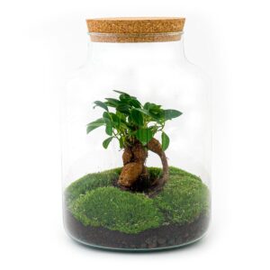 DIY terrarium - Milky met bonsai
