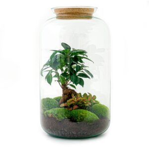 DIY terrarium - Sven Bonsai