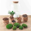 DIY terrarium - Sven Bonsai + Rake + Shovel + Tweezer + Scissors