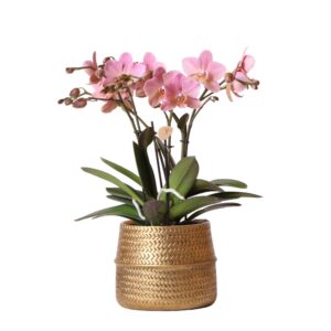 Roze Phalaenopsis orchidee – Treviso in Groove pot goud