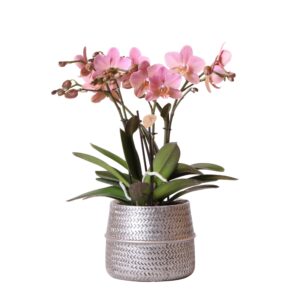 Roze Phalaenopsis orchidee – Treviso in Groove pot zilver