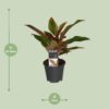 Aglaonema Crete