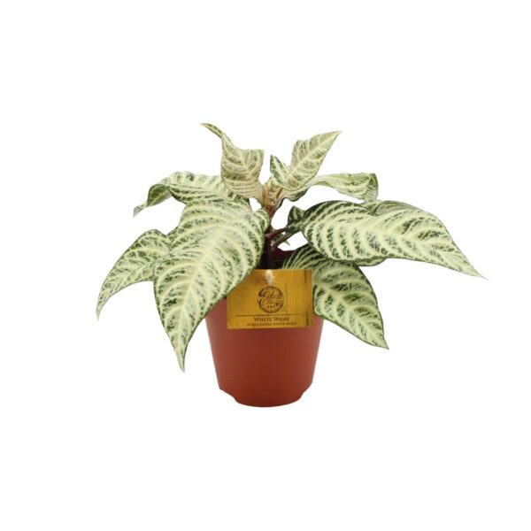 thumbnail_6000-1840.jpg Aphelandra White Wash