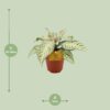 Aphelandra White Wash