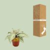 Aphelandra White Wash