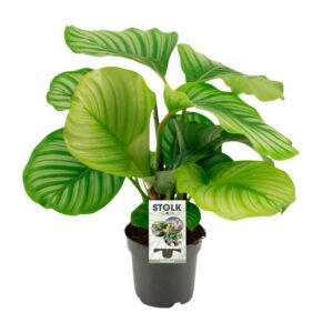 thumbnail_6000-1844.jpg Calathea Orbifolia