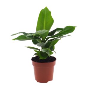 thumbnail_6000-1860.jpg Musa Oriental Dwarf