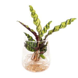 thumbnail_6000-1868.jpg Calathea Insignis in Kingston glas