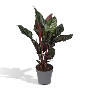 thumbnail_6000-1886.jpg Calathea Ornata
