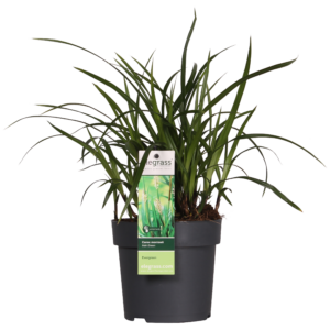 thumbnail_6000-191.png Carex morrowii 'Irish Green'