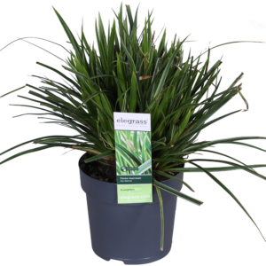 thumbnail_6000-194.png Carex morrowii 'Ice Dance'