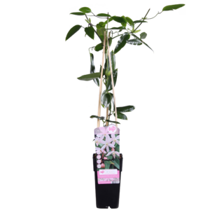 thumbnail_6000-209.png Clematis armandii 'Apple Blossom'