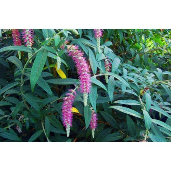 thumbnail_6000-2328.jpg Rostrinucula dependens