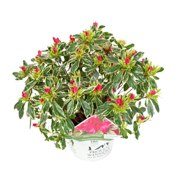 thumbnail_6000-2337.jpg Rhododendron 'Bollywood'