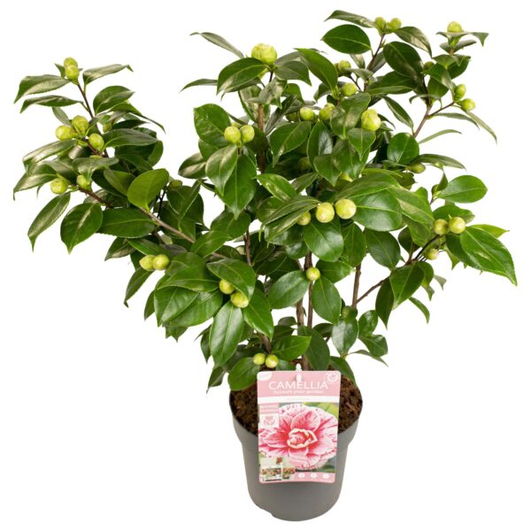 thumbnail_6000-2368.jpg Camellia japonica 'Bonomiana'