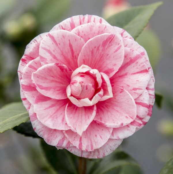 thumbnail_6000-2369.jpg Camellia japonica 'Bonomiana'
