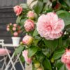 Camellia japonica 'Bonomiana'