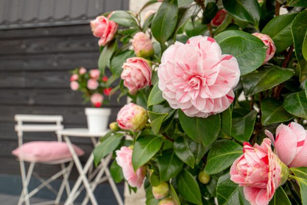 thumbnail_6000-2372.jpg Camellia japonica 'Bonomiana'