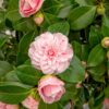 Camellia japonica 'Bonomiana'