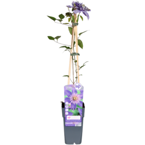 thumbnail_6000-240.png Clematis Multi Blue