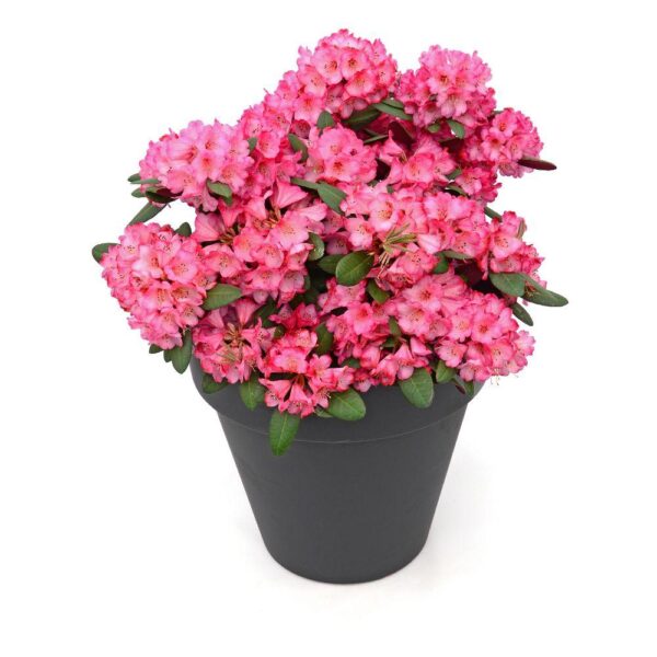 thumbnail_6000-2400.jpg Rhododendron 'Wine & Roses'