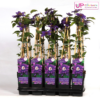 Clematis Multi Blue