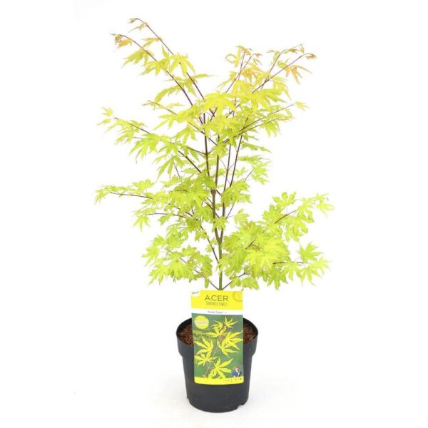 thumbnail_6000-2494.jpg Acer palm. 'Anne Irene'