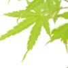 Acer palm. 'Anne Irene'