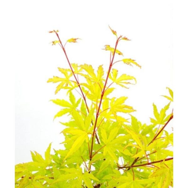 thumbnail_6000-2496.jpg Acer palm. 'Anne Irene'