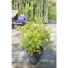 Acer palm. 'Anne Irene'