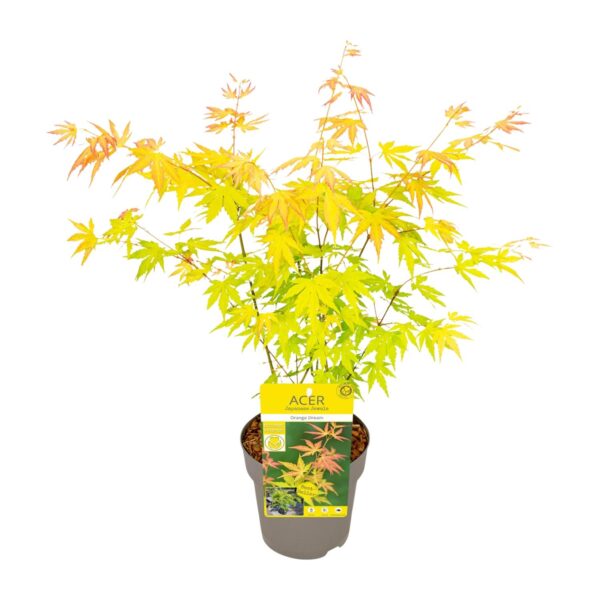 thumbnail_6000-2502.jpg Acer palm. 'Orange Dream'