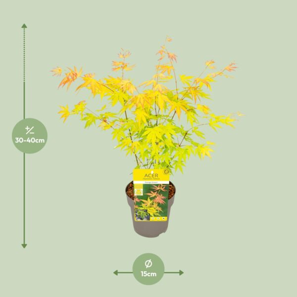 thumbnail_6000-2503.jpg Acer palm. 'Orange Dream'