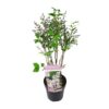 Syringa pat. 'Violet Uprising'