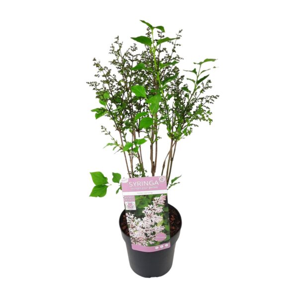 Syringa pat. 'Violet Uprising'