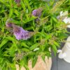 Buddleja dav. 'Butterfly Candy Little Lila'
