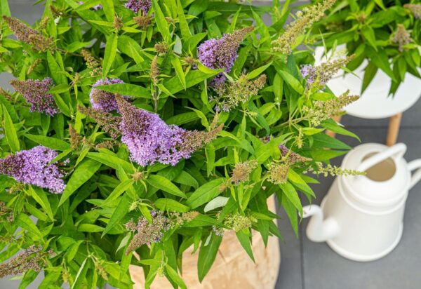 Buddleja dav. 'Butterfly Candy Little Lila'