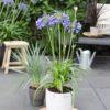 Agapanthus 'Ever Sapphire'
