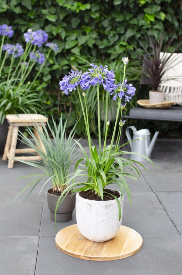 thumbnail_6000-2582.jpg Agapanthus 'Ever Sapphire'