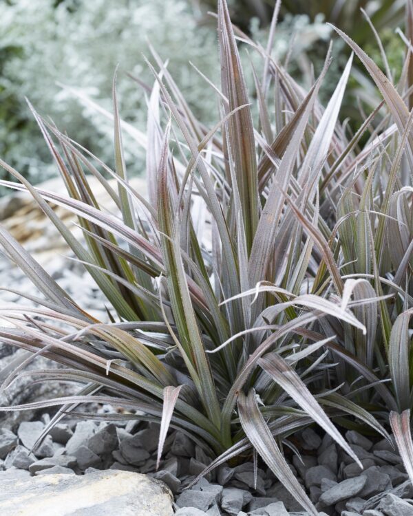 thumbnail_6000-2600.jpg Astelia x nervosa 'Red Shadow'