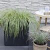 Carex hachijoensis 'Evergold'