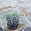 Festuca glauca 'Azura Blue'
