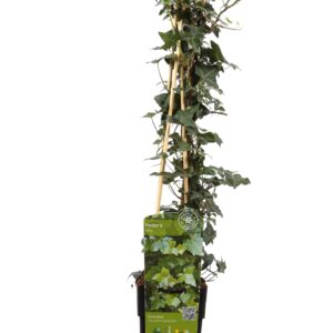 thumbnail_6000-2954.jpg Hedera helix