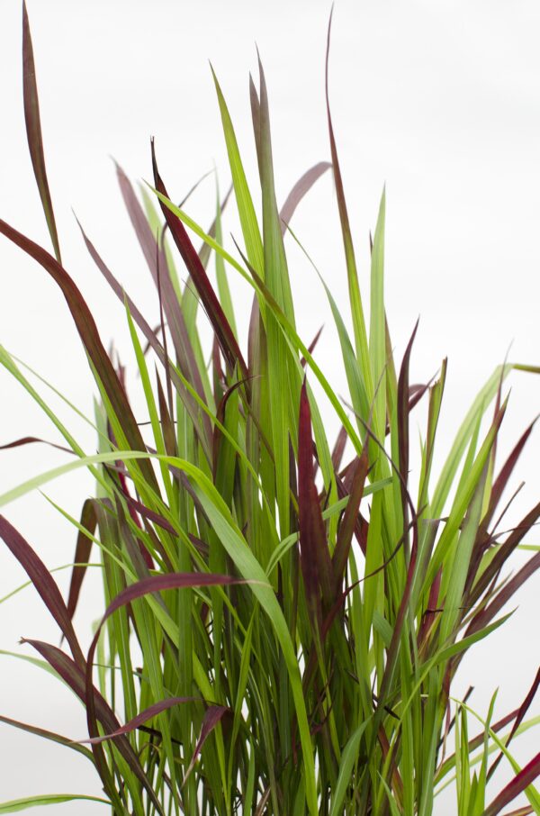 thumbnail_6000-2973.jpg Imperata cylindrica 'Red Baron'