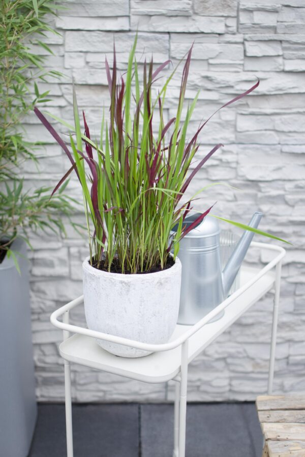 thumbnail_6000-2974.jpg Imperata cylindrica 'Red Baron'