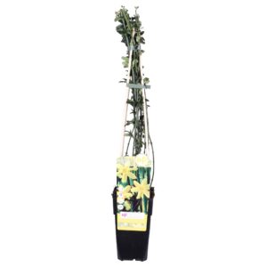 thumbnail_6000-2976.jpg Jasminum nudiflorum