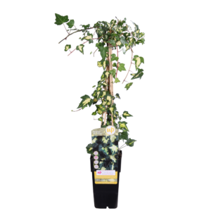 thumbnail_6000-299.png Hedera colchica 'Dentata Variegata'