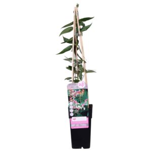 thumbnail_6000-3000.jpg Lonicera henryi