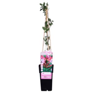 thumbnail_6000-3022.jpg Lonicera periclymenum 'Serotina'