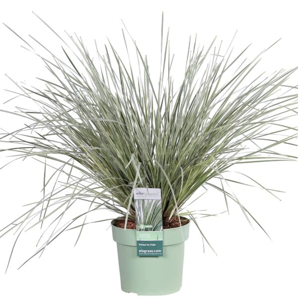 thumbnail_6000-3024.jpg Lomandra longifolia 'White Sands'